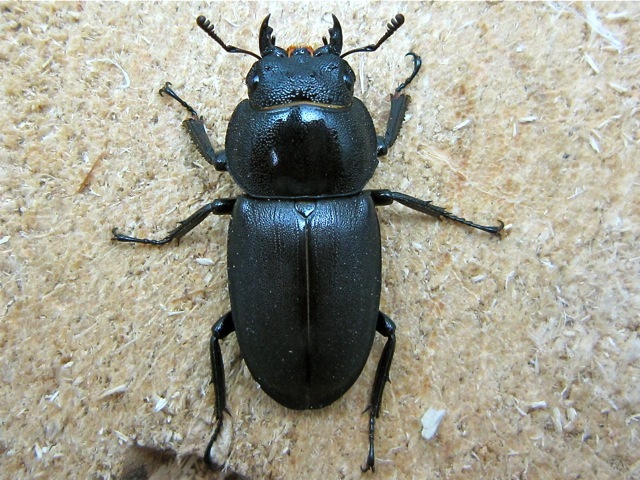 クワガタ　つ～かまえた。