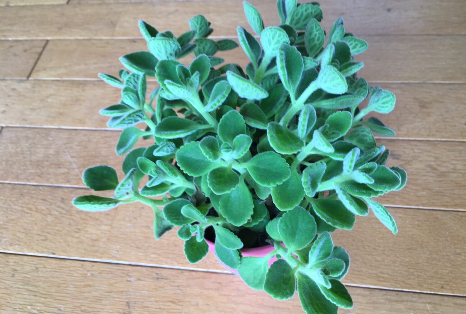 アロマティカス