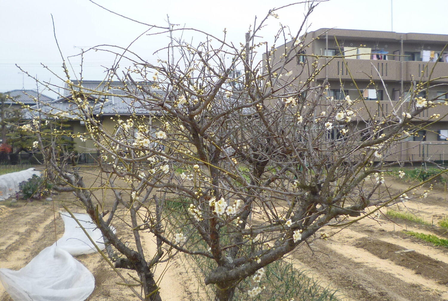 梅は咲いたが～桜はまだかいな