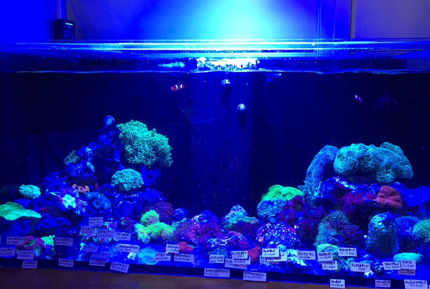 魚サカナさかな