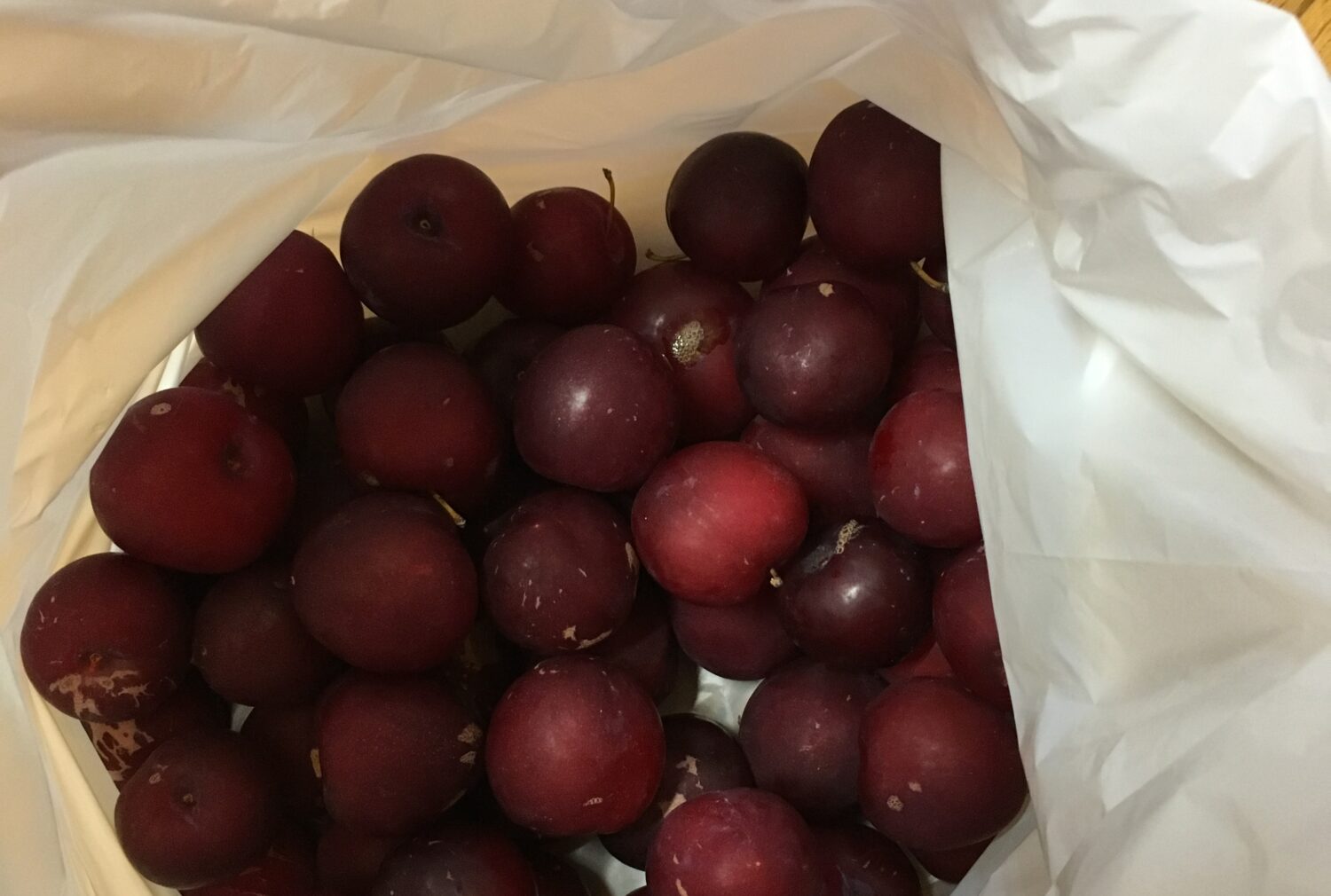 すもももももももものうち