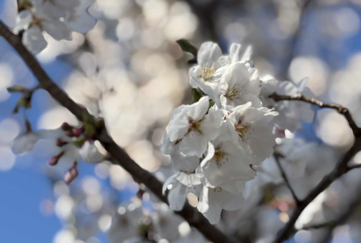 🌸ご入学、ご進級おめでとうざいます🌸