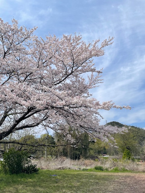 花見に行きそびれています(;^ω^)