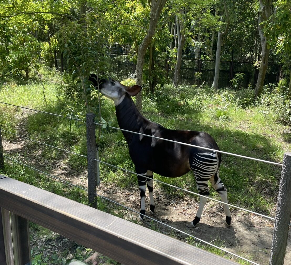 オカピ