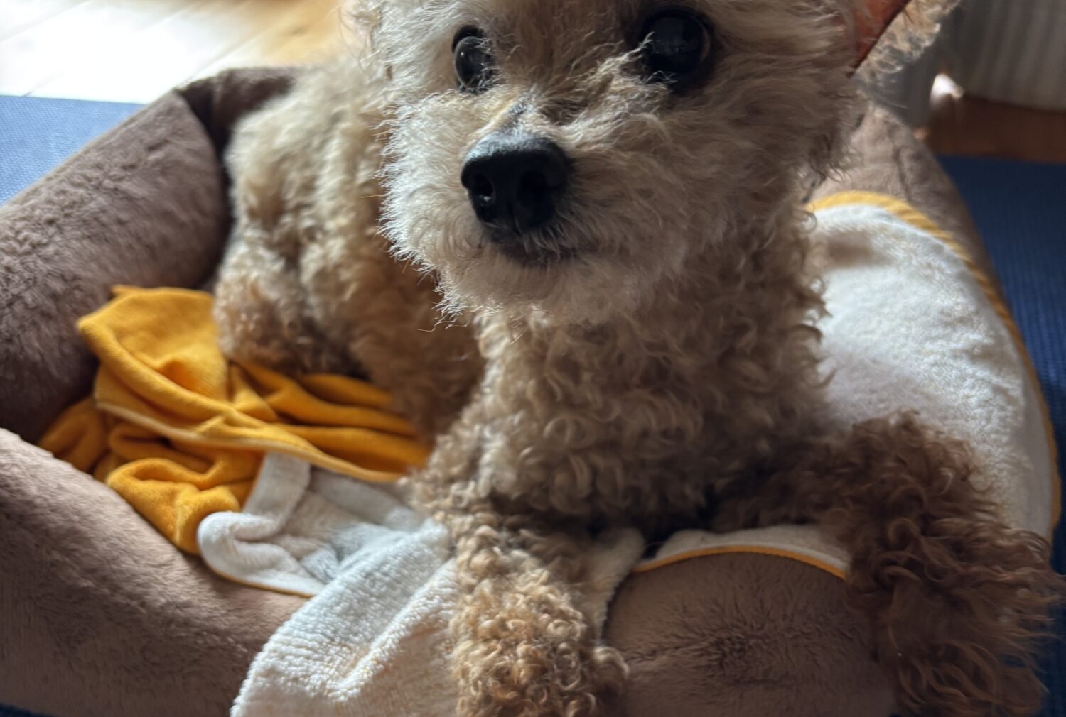 愛犬１８歳